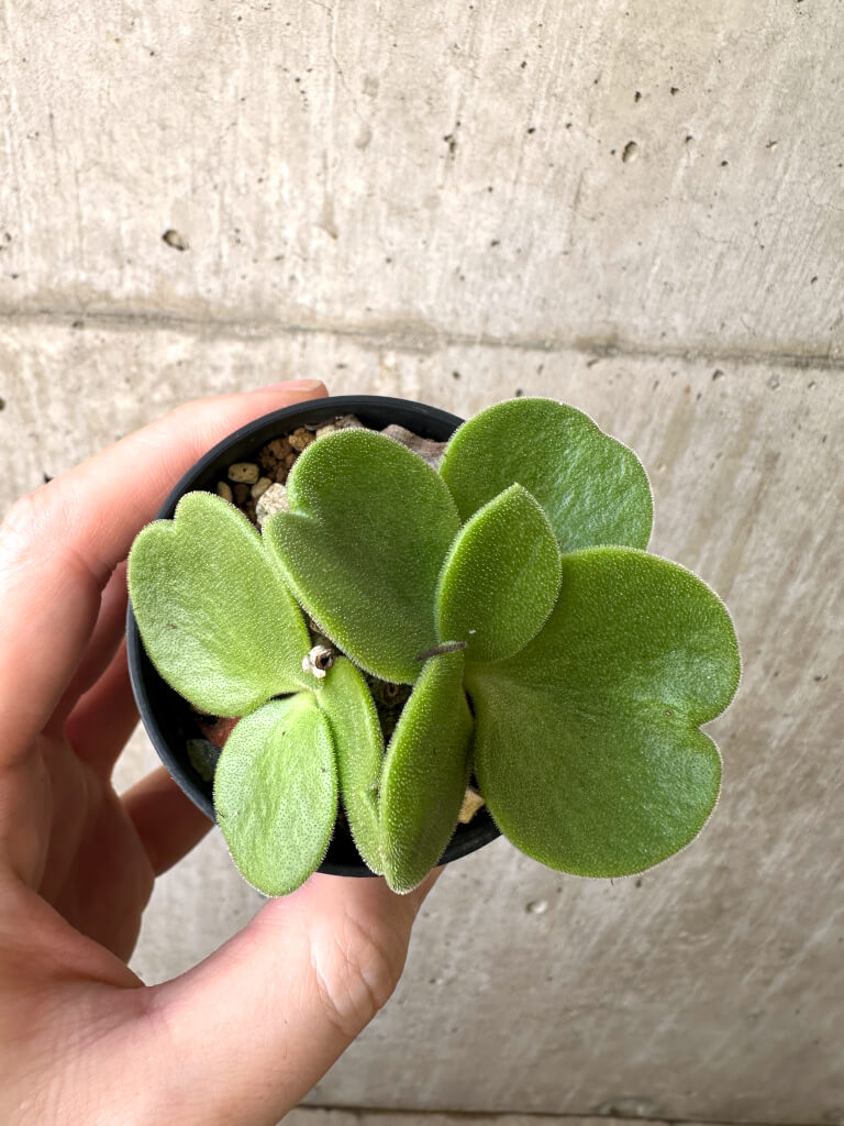 レア実生！　アトロプルプレウス　チレコドン　多肉植物　塊根植物 超希少☆早い者勝ち☆発根済み】 チレコドン アトロプルプレウス 鉢