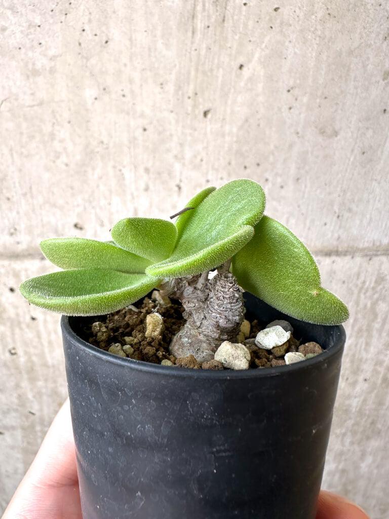 【現品限り】チレコドン・アトロプルプレウス【AI8】 Tylecodon atropurpureus