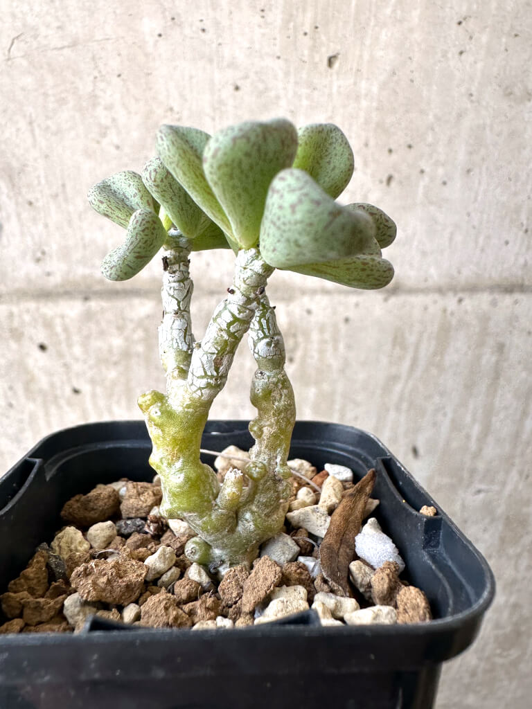 【現品限り】チレコドン・sp ノヴァ【AI9】 Tylecodon sp nova