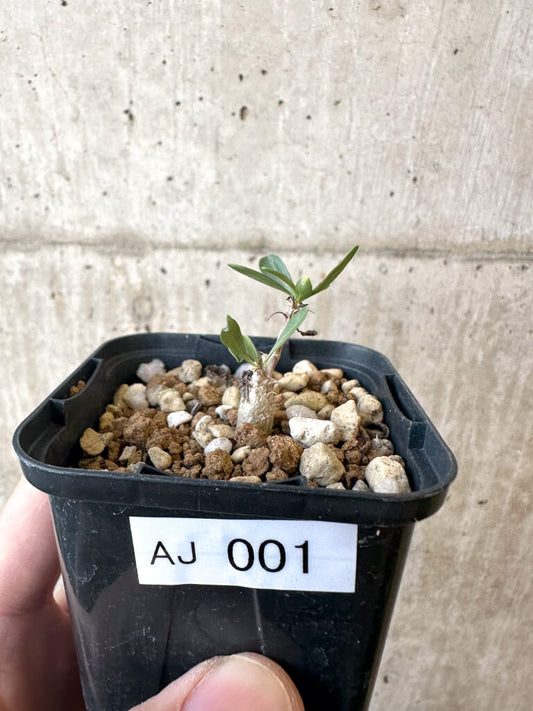 【現品限り】フォークイエリア・コルムナリス 観峰玉【AJ1】 Fouquieria columnaris