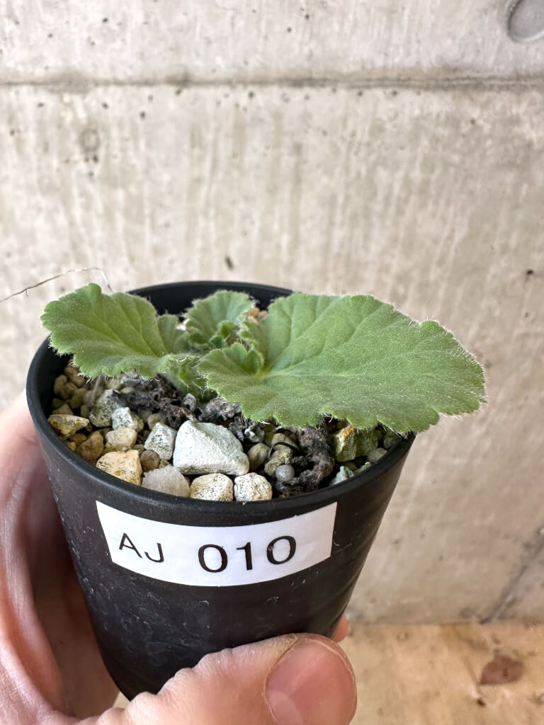 【現品限り】ペラルゴニウム・オブロンガツム【AJ10】 Pelargonium oblongatum