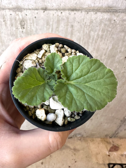 【現品限り】ペラルゴニウム・オブロンガツム【AJ10】 Pelargonium oblongatum