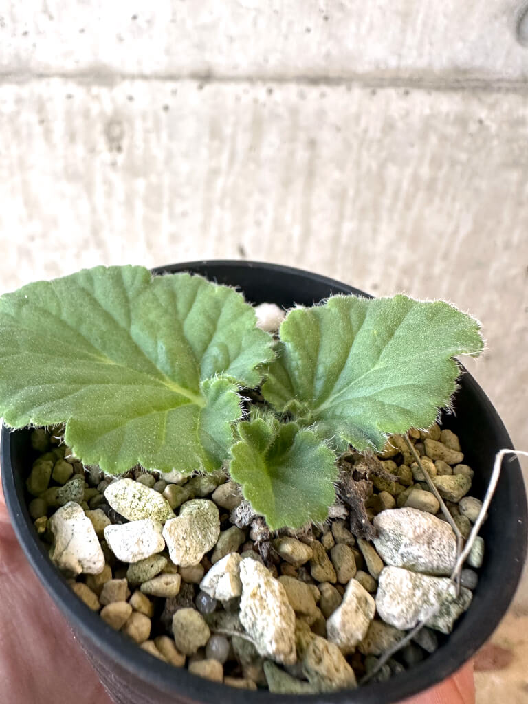 【現品限り】ペラルゴニウム・オブロンガツム【AJ10】 Pelargonium oblongatum