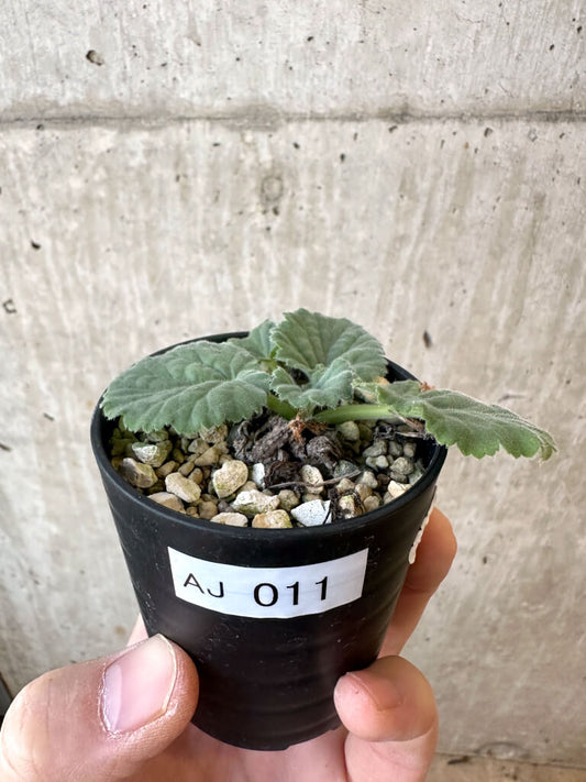 【現品限り】ペラルゴニウム・オブロンガツム【AJ11】 Pelargonium oblongatum
