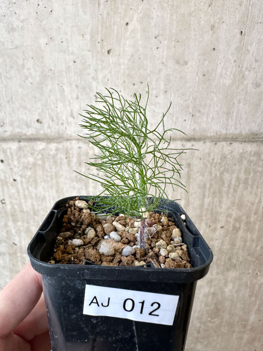 【現品限り】エリオスペルマム・パラドクサム 霧氷玉【AJ12】 Eriospermum paradoxum