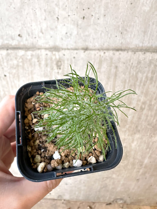 【現品限り】エリオスペルマム・パラドクサム 霧氷玉【AJ12】 Eriospermum paradoxum