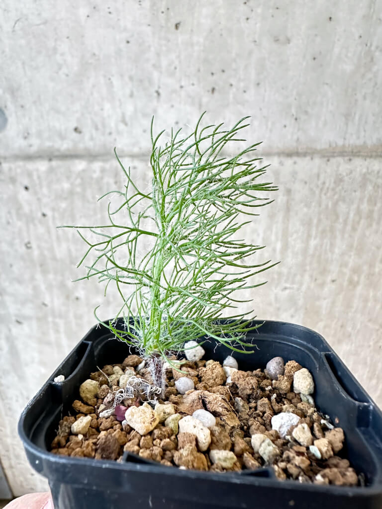 【現品限り】エリオスペルマム・パラドクサム 霧氷玉【AJ12】 Eriospermum paradoxum