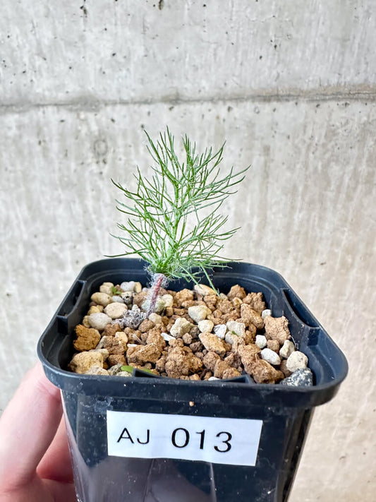 【現品限り】エリオスペルマム・パラドクサム 霧氷玉【AJ13】 Eriospermum paradoxum