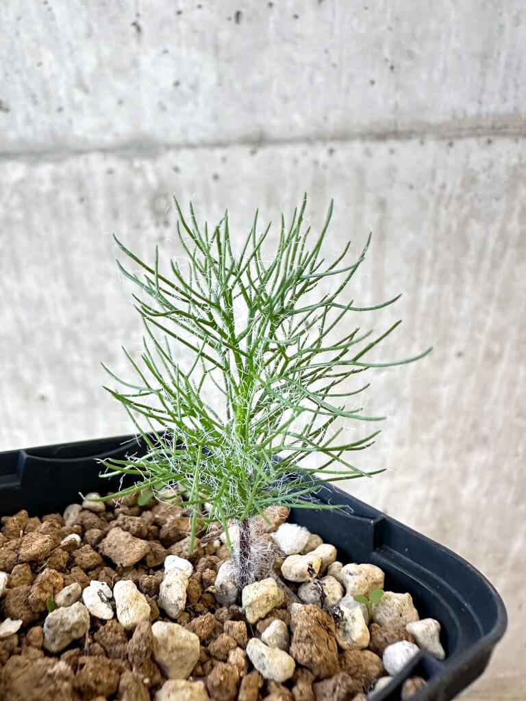 【現品限り】エリオスペルマム・パラドクサム 霧氷玉【AJ13】 Eriospermum paradoxum