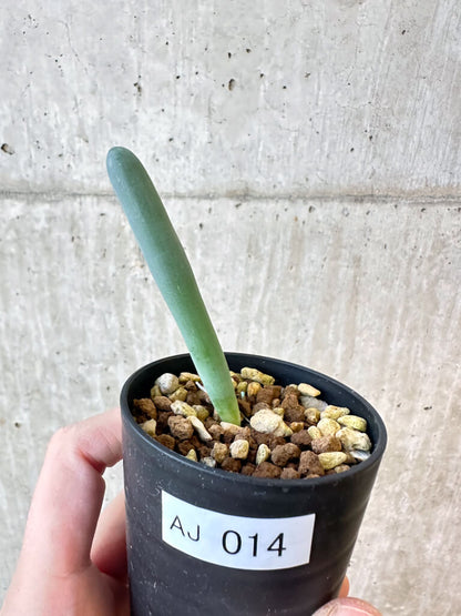 【現品限り】オーニソガラム・ユニフォリアツム【AJ14】 Ornithogalum unifoliatum