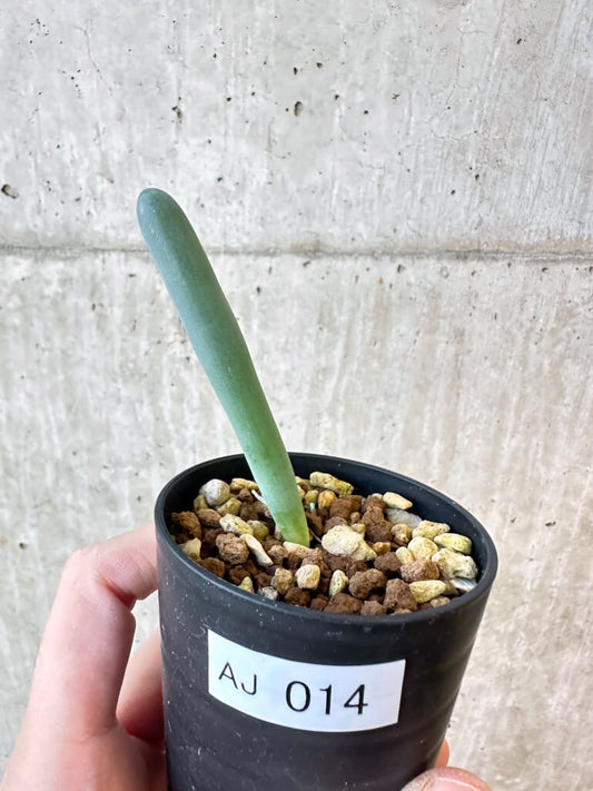 【現品限り】オーニソガラム・ユニフォリアツム【AJ14】 Ornithogalum unifoliatum