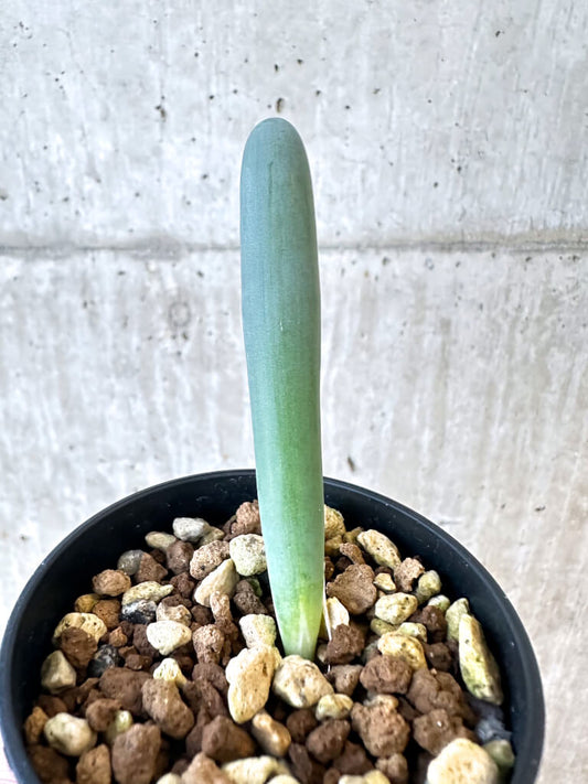 【現品限り】オーニソガラム・ユニフォリアツム【AJ14】 Ornithogalum unifoliatum