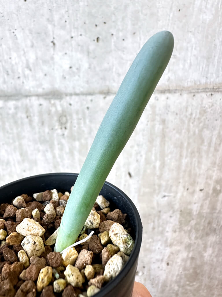 【現品限り】オーニソガラム・ユニフォリアツム【AJ14】 Ornithogalum unifoliatum