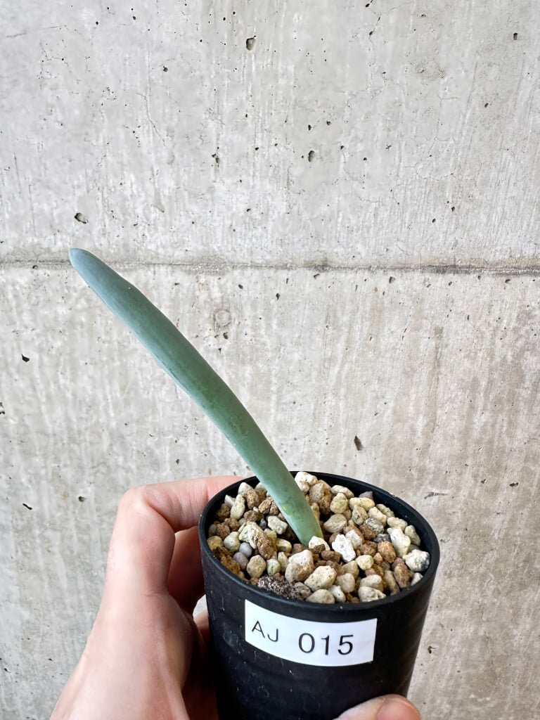 【現品限り】オーニソガラム・ユニフォリアツム【AJ15】 Ornithogalum unifoliatum