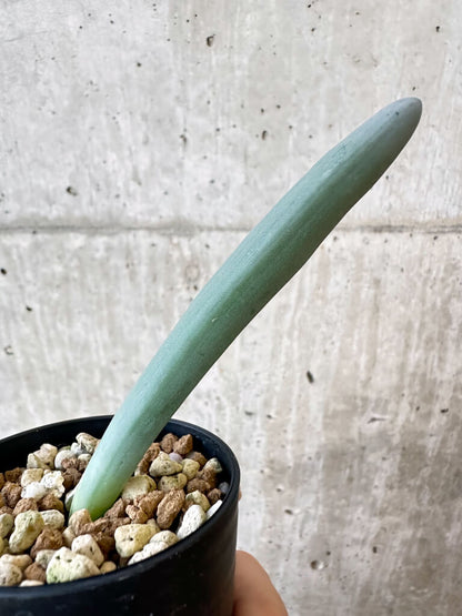 【現品限り】オーニソガラム・ユニフォリアツム【AJ15】 Ornithogalum unifoliatum