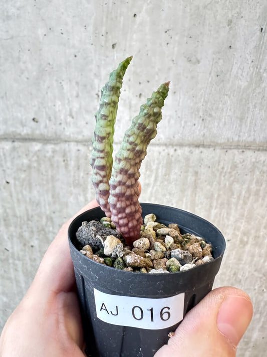 【現品限り】ブルビネ・ブルインシー【AJ16】 Bulbine bruynsii