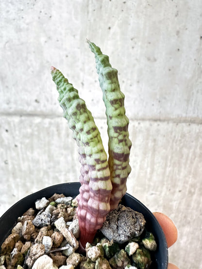 【現品限り】ブルビネ・ブルインシー【AJ16】 Bulbine bruynsii