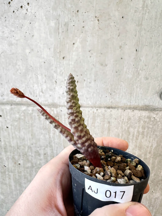 【現品限り】ブルビネ・ブルインシー【AJ17】 Bulbine bruynsii