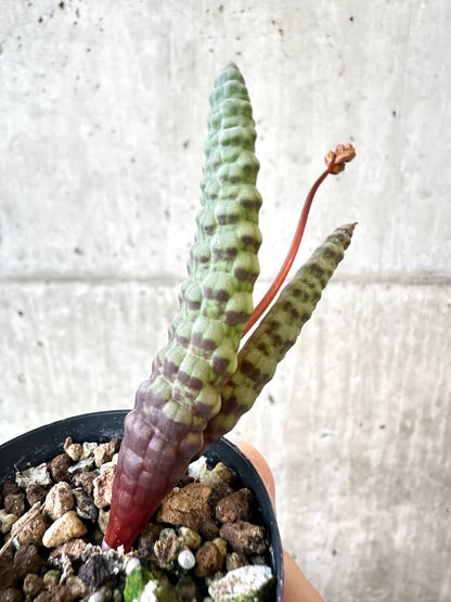 【現品限り】ブルビネ・ブルインシー【AJ17】 Bulbine bruynsii