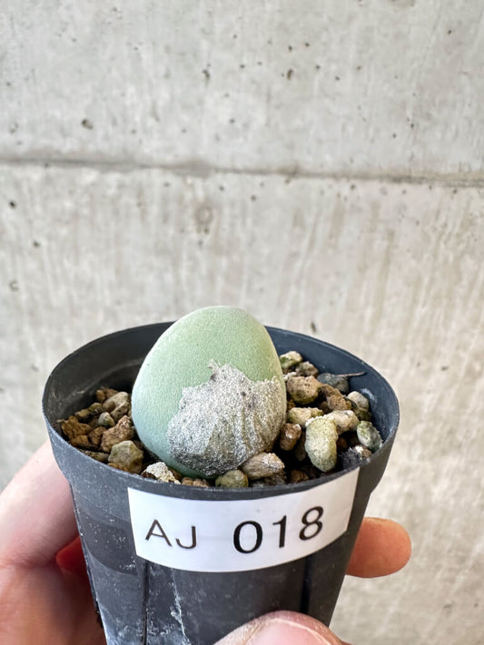 【現品限り】ムイリア・ホルテンセ【AJ18】 Muiria hortenseae