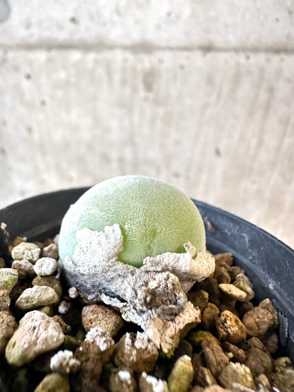 【現品限り】ムイリア・ホルテンセ【AJ18】 Muiria hortenseae