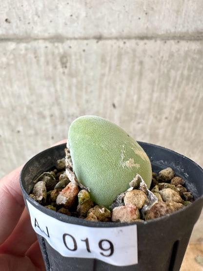 【現品限り】ムイリア・ホルテンセ【AJ19】 Muiria hortenseae