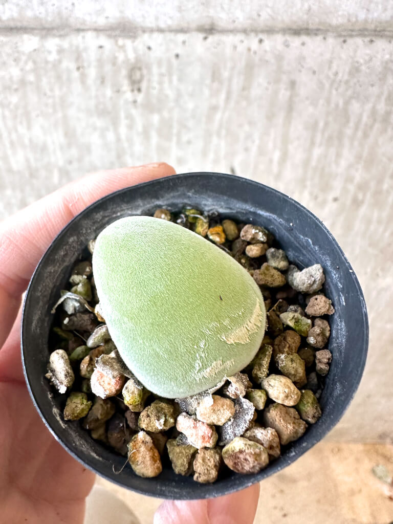 【現品限り】ムイリア・ホルテンセ【AJ19】 Muiria hortenseae