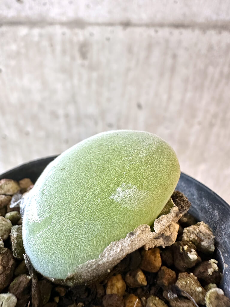 【現品限り】ムイリア・ホルテンセ【AJ19】 Muiria hortenseae