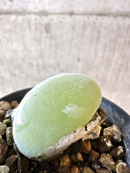 【現品限り】ムイリア・ホルテンセ【AJ19】 Muiria hortenseae