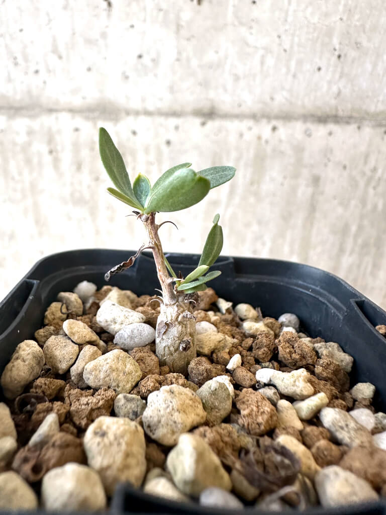 【現品限り】フォークイエリア・コルムナリス 観峰玉【AJ1】 Fouquieria columnaris