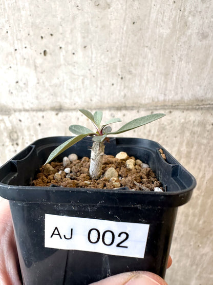 【現品限り】フォークイエリア・コルムナリス 観峰玉【AJ2】 Fouquieria columnaris