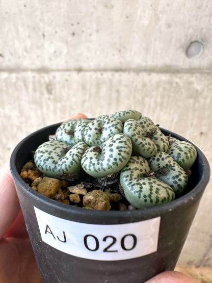 【現品限り】コノフィツム ムンダム 'Vanrhynsdorp【AJ20】 Conophytum obcordellum mundum