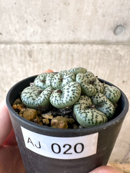 【現品限り】コノフィツム ムンダム 'Vanrhynsdorp【AJ20】 Conophytum obcordellum mundum
