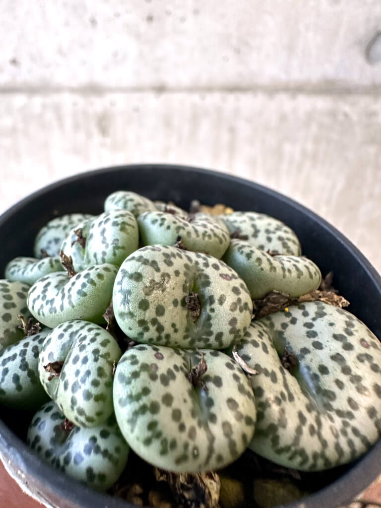 【現品限り】コノフィツム ムンダム 'Vanrhynsdorp【AJ20】 Conophytum obcordellum mundum