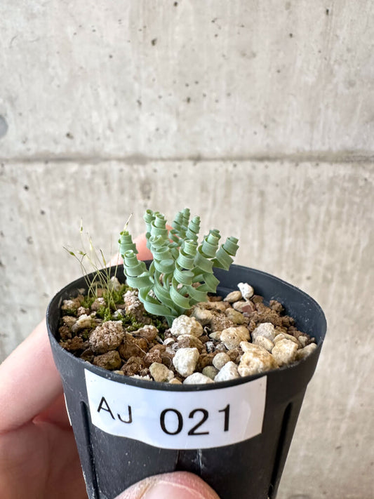 【現品限り】アルブカ・コンコルディアナ【AJ21】 Albuca concordiana