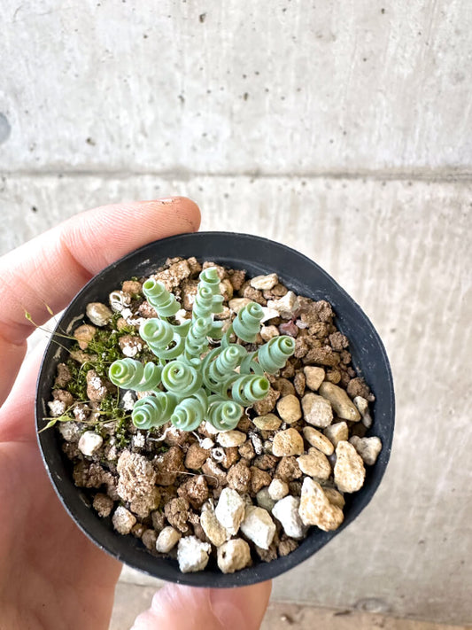 【現品限り】アルブカ・コンコルディアナ【AJ21】 Albuca concordiana