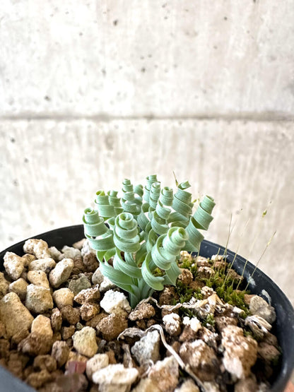 【現品限り】アルブカ・コンコルディアナ【AJ21】 Albuca concordiana