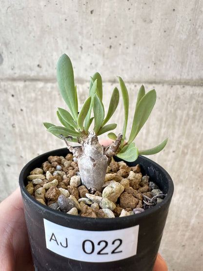 【現品限り】オトンナ・マクロスペルマ【AJ22】 Othonna macrosperma