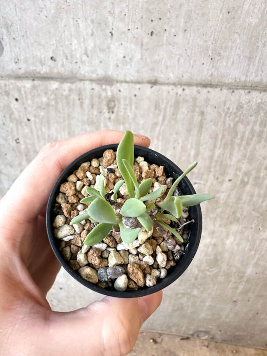 【現品限り】オトンナ・マクロスペルマ【AJ22】 Othonna macrosperma