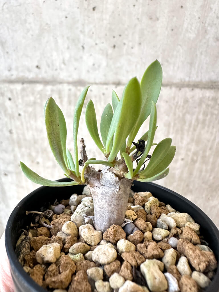 【現品限り】オトンナ・マクロスペルマ【AJ22】 Othonna macrosperma