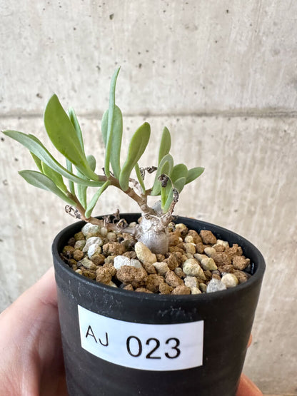 【現品限り】オトンナ・マクロスペルマ【AJ23】 Othonna macrosperma