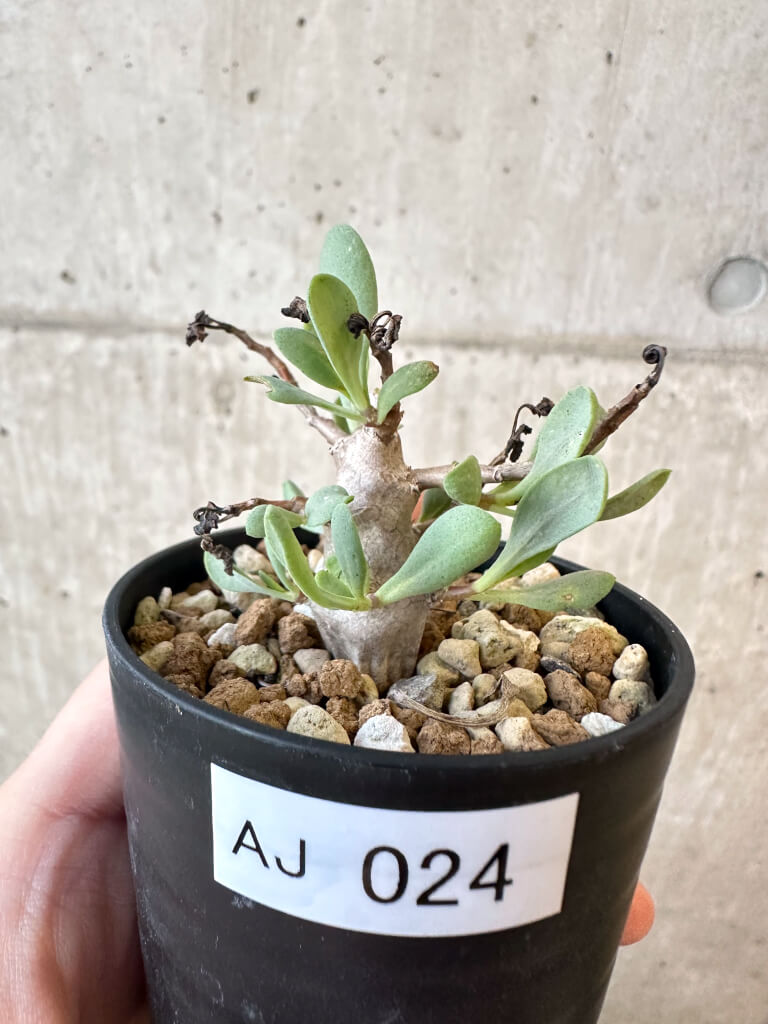 【現品限り】オトンナ・マクロスペルマ【AJ24】 Othonna macrosperma