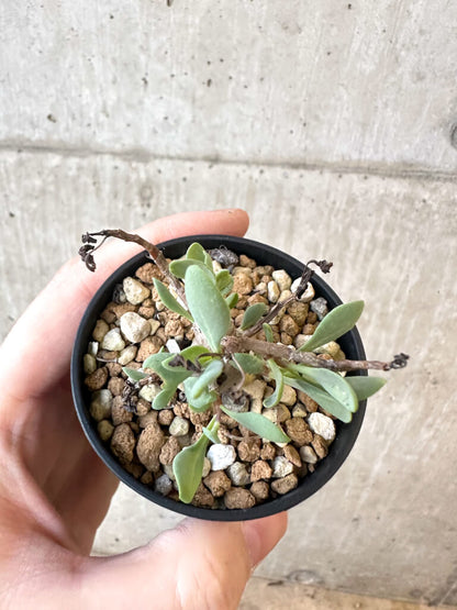 【現品限り】オトンナ・マクロスペルマ【AJ24】 Othonna macrosperma