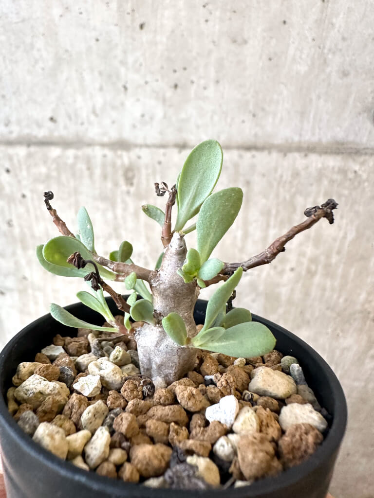 【現品限り】オトンナ・マクロスペルマ【AJ24】 Othonna macrosperma