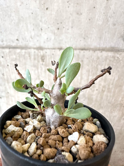 【現品限り】オトンナ・マクロスペルマ【AJ24】 Othonna macrosperma