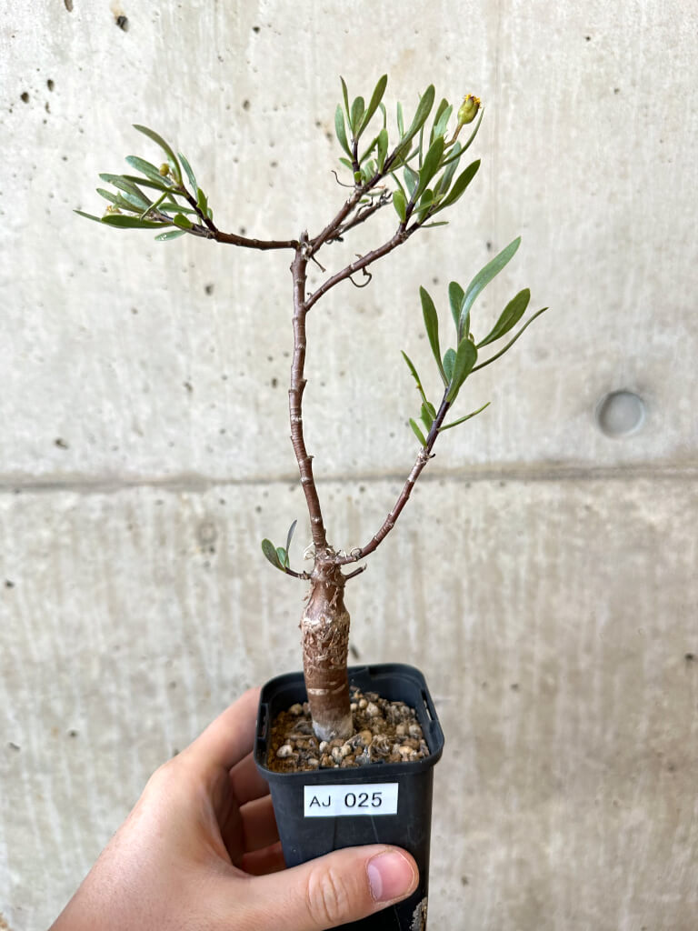 現品限り】オトンナ・ロバタ【AJ25】 Othonna lobata 塊根植物