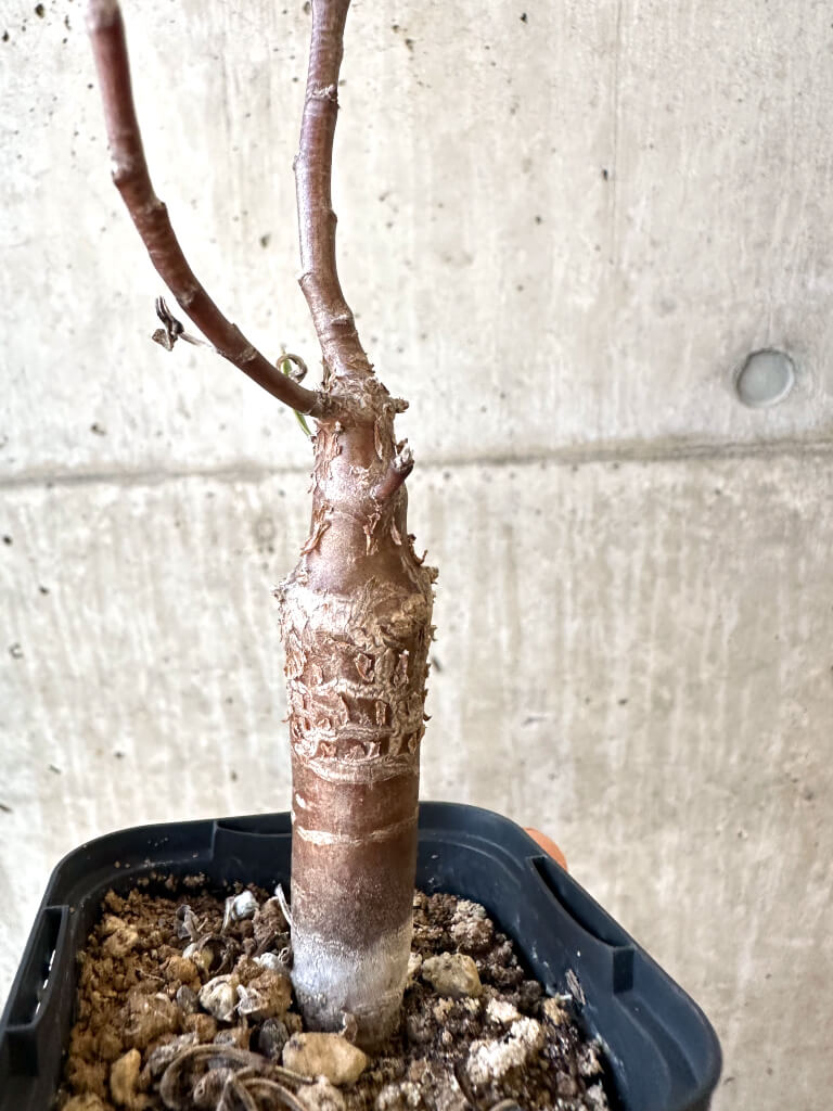 現品限り】オトンナ・ロバタ【AJ25】 Othonna lobata 塊根植物