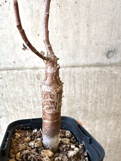 【現品限り】オトンナ・ロバタ【AJ25】 Othonna lobata