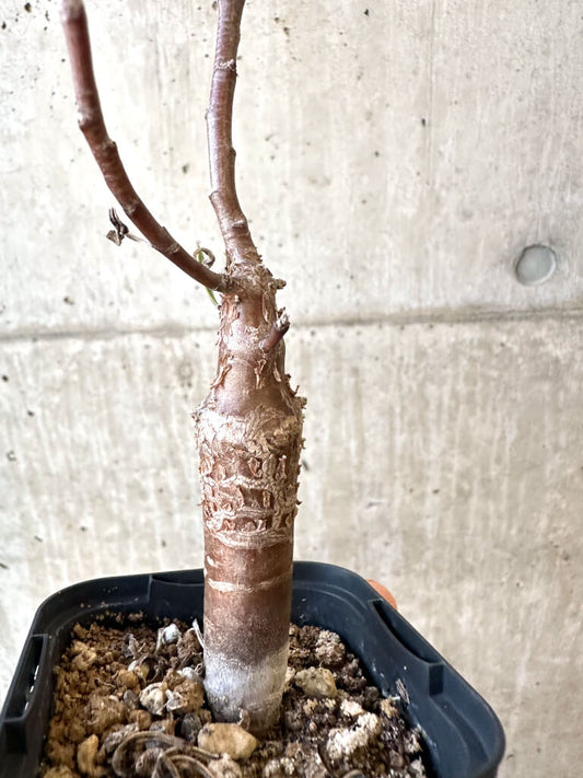 【現品限り】オトンナ・ロバタ【AJ25】 Othonna lobata