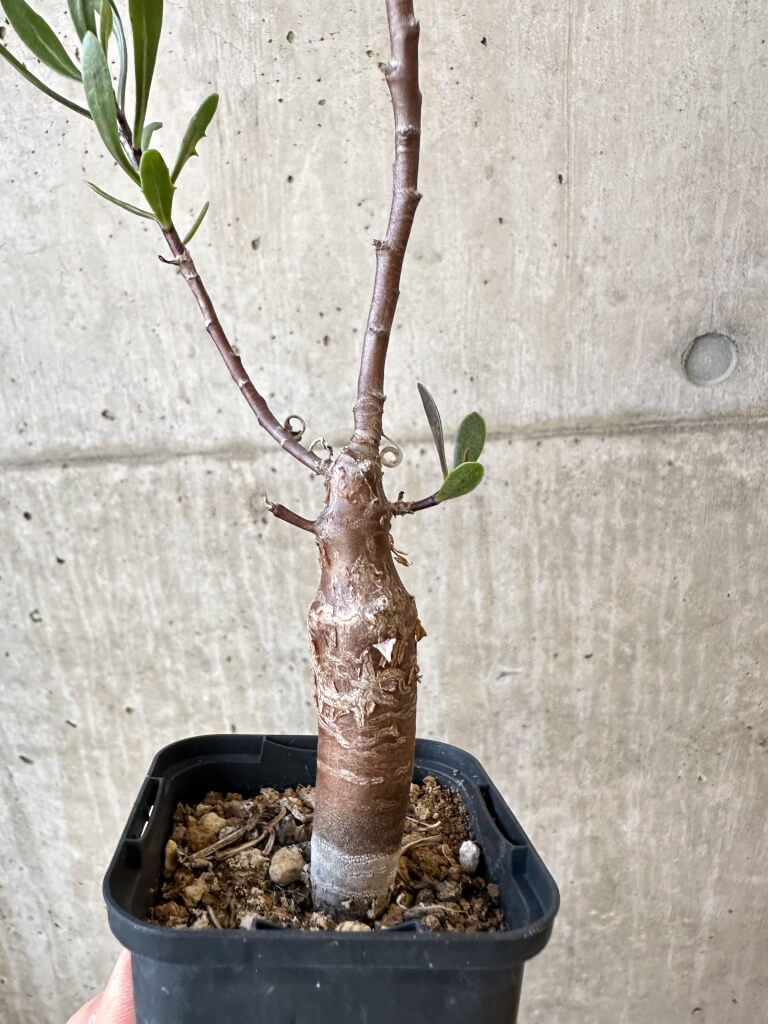現品限り】オトンナ・ロバタ【AJ25】 Othonna lobata 塊根植物